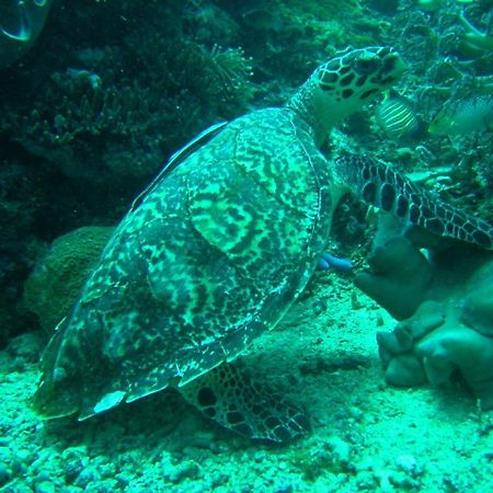 Camiguin Volcan Beach Eco Retreat & Dive Resort Mambajao Ngoại thất bức ảnh