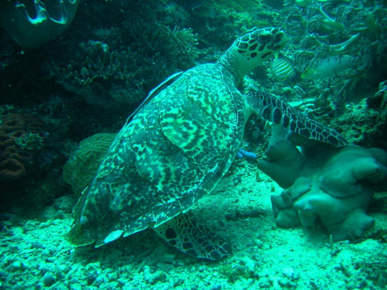 Camiguin Volcan Beach Eco Retreat & Dive Resort Mambajao Ngoại thất bức ảnh